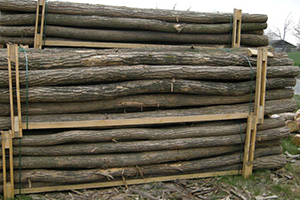 Akacie stak bark4 - Pæle, Naturstokke, Rundtræ - Akacie